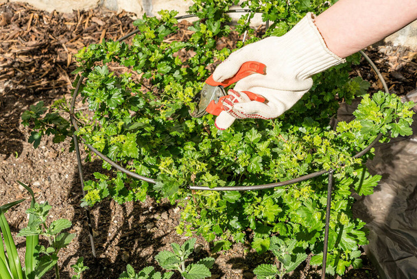 A closeup shot of woman hands with gardening gloves cutting a gooseberry bush - Foto, Imagem
