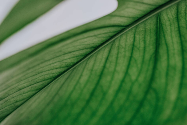 A closeup shot of a green tropical leaf on a white surface - Фото, зображення