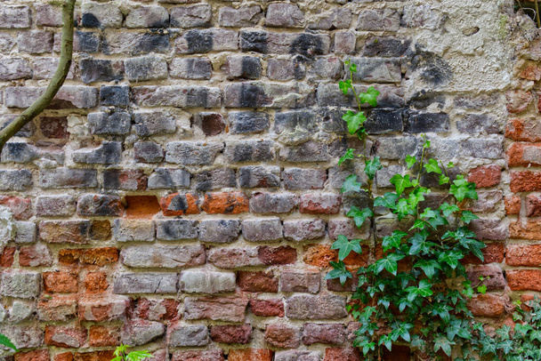 An old brick wall with dry spray paint on it and green leaves in front of it - Φωτογραφία, εικόνα