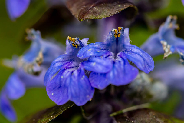 Ajuga reptans flower in the field, close up shoot - Photo, Image