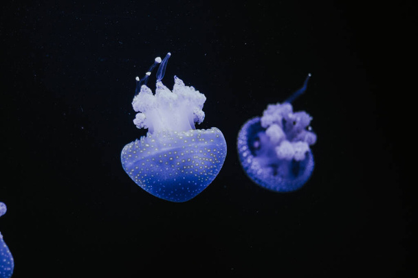 A selective focus shot of a bluish jellyfish in an aquarium against a black background - Valokuva, kuva