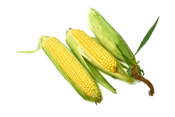 Junges appetitanregendes Mais auf dem Maiskolben und geschält auf weißem Hintergrund. - Foto, Bild