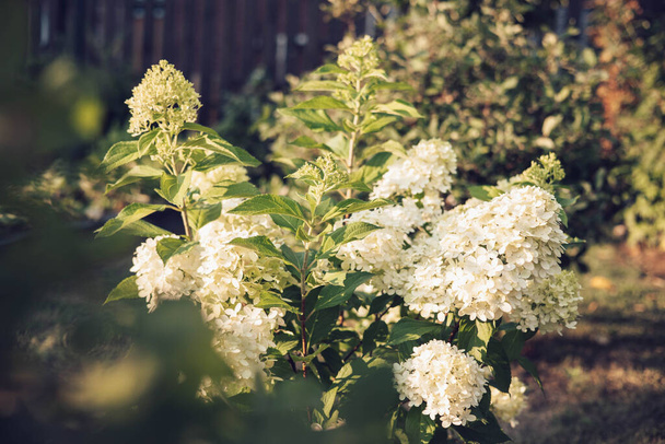 Krzew kwitnącej odmiany Hydrangea paniculata Limelight. Piękne gałęzie z białymi kwiatami w ogrodzie letnim - Zdjęcie, obraz