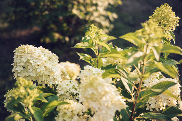 Bush of blossoming cultivar Hydrangea paniculata Limelight. Beautiful branches with white flowers in summer garden - Photo, image