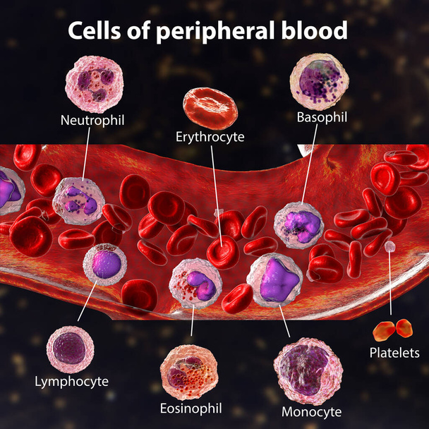 Flujo sanguíneo. Ilustración 3D que muestra diferentes tipos de células sanguíneas, eritrocitos, neutrófilos, monocitos, basófilos, eosinófilos, linfocitos y plaquetas. Imagen etiquetada - Foto, Imagen