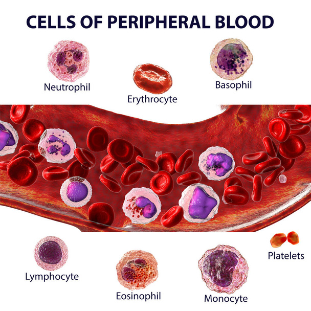 Ροή αίματος. 3D απεικόνιση που δείχνει διαφορετικούς τύπους κυττάρων του αίματος, ερυθροκύτταρα, ουδετερόφιλα, μονοκύτταρα, βασοφίλη, ηωσινοφίλη, λεμφοκύτταρα και αιμοπετάλια. Σήμανση εικόνας - Φωτογραφία, εικόνα
