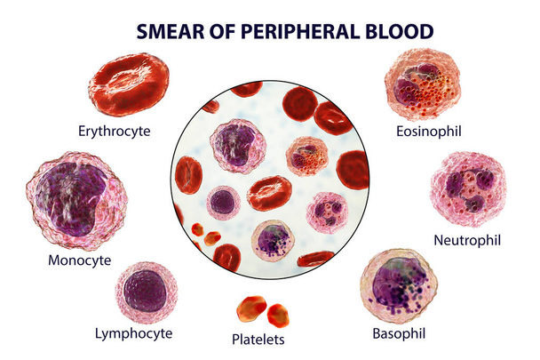 Spalmo di sangue periferico, illustrazione 3D che mostra diversi tipi di cellule del sangue, eritrociti, neutrofili, monociti, basofili, eosinofili, linfociti, piastrine. Immagine etichettata - Foto, immagini