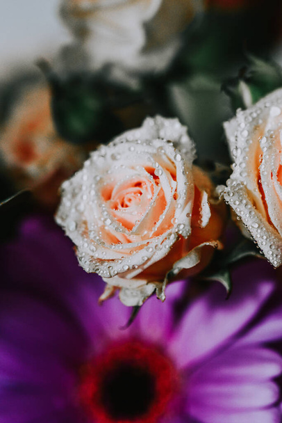 A closeup shot of beautiful roses - Foto, immagini