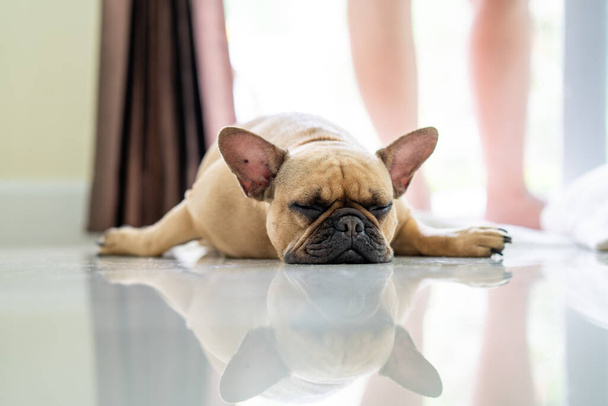 A lazy French bulldog lying face-down and slouched on the reflective floor in a bright room - Φωτογραφία, εικόνα