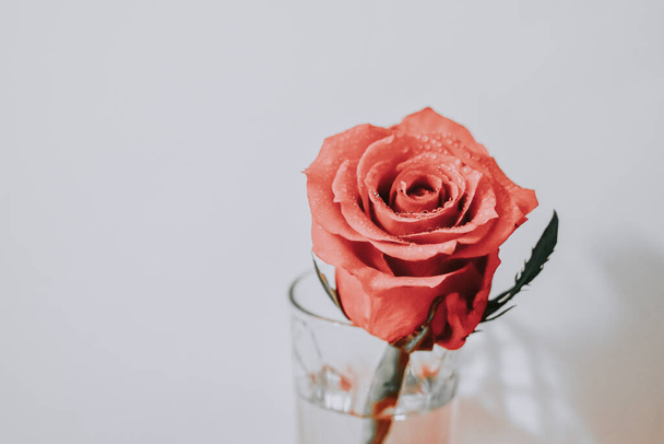 A closeup shot of a red rose covered in dewdrops - Foto, Bild
