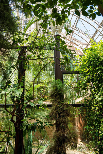  botanical garden with different nature plants. - 写真・画像