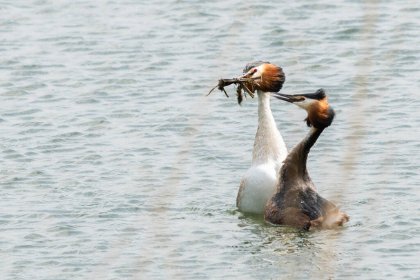 The male bird offers nesting material to the female. When this is accepted, the couple can start mating. Couple of great crested grebes during the beautiful display of courting. Schardam, North-Holland, Netherlands. - Photo, Image