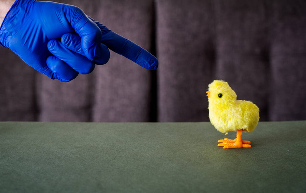 une main avec un gant pointant vers un poulet avec un doigt, traiter, pénurie - Photo, image