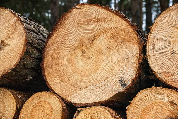 Corta árboles. Fondo de madera naturaleza - Foto, Imagen
