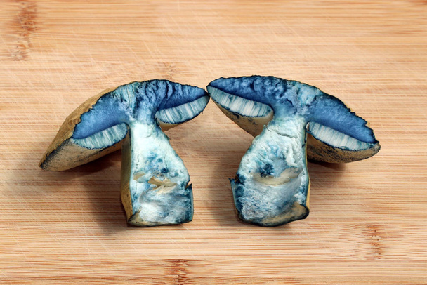 Dos mitades del hongo comestible Gyroporus cyanescens, comúnmente conocido como el bolete azulado o el bolete de aciano, se encuentran en una tabla de cortar. Después del corte, el hongo se volvió azul muy rápidamente. El tallo se rellena con una suave médula. - Foto, imagen