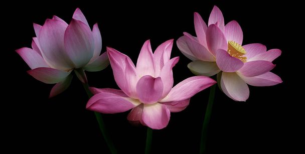 Pink lotus flowers, isolated on black background. Object with clipping path - Fotó, kép