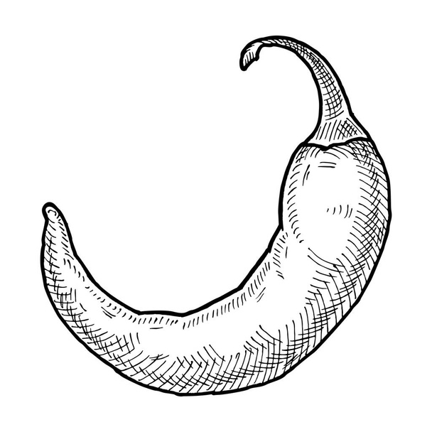Whole pepper chilli. Vintage hatching black illustration. - Διάνυσμα, εικόνα