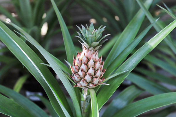 Closeup of a tiny pineapple growing on a houseplant - Photo, Image