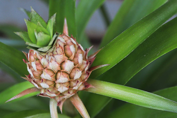 Close-up van een kleine ananas die op een kamerplant groeit - Foto, afbeelding