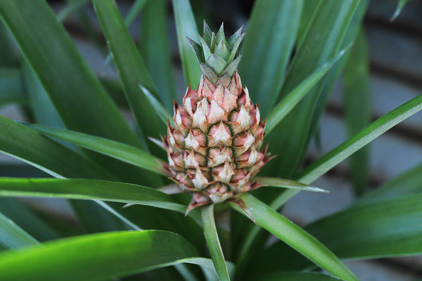Close-up van een kleine ananas die op een kamerplant groeit - Foto, afbeelding