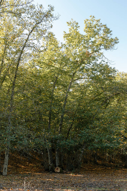 Eine vertikale Aufnahme des blühenden ökologischen Parks Castanar de Valdejetas in Spanien - Foto, Bild