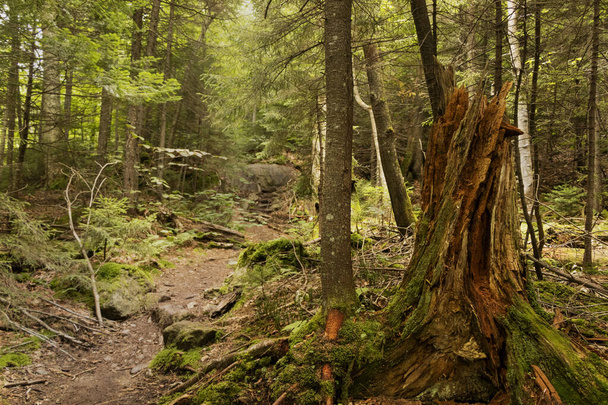 souche d'arbre recouverte de mousse le long d'un sentier de randonnée - Photo, image
