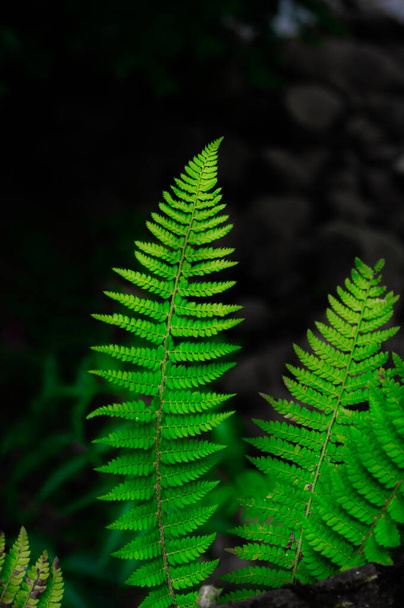 A vertical closeup shot of Dryopteris on a dark background - Foto, immagini