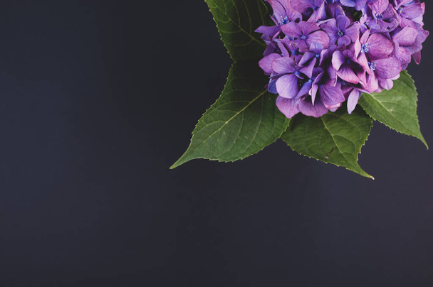 A top view of purple hydrangeas in a vase on a dark surface with copyspace - Foto, immagini