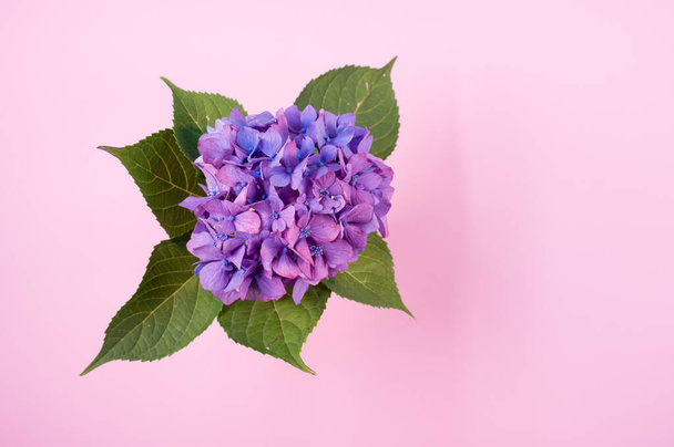 A top view of purple hydrangeas in a vase on a pink surface with copyspace - Fotoğraf, Görsel