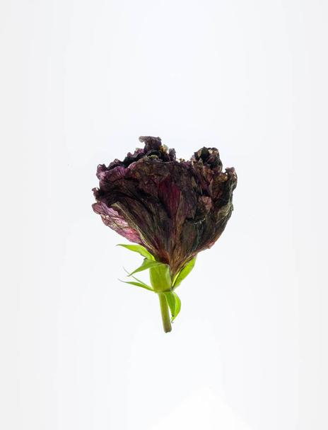 A vertical shot of a bud of a flower on an isolated background - Foto, Imagem