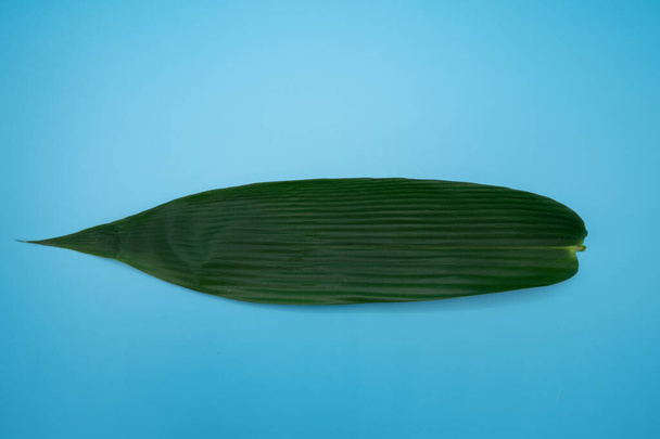 A single long dark leaf on a blue pastel background - Tropical dark green leaf on isolated background - Foto, afbeelding