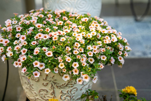 A pot with blooming white pink flowers as decoration - Foto, Imagen
