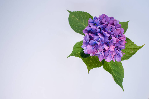 A top view of purple hydrangeas in a vase on a blue surface with copyspace - Fotó, kép