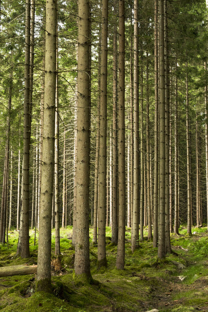 Boras, Suécia Uma floresta de pinheiros mágica e chão da floresta. - Foto, Imagem