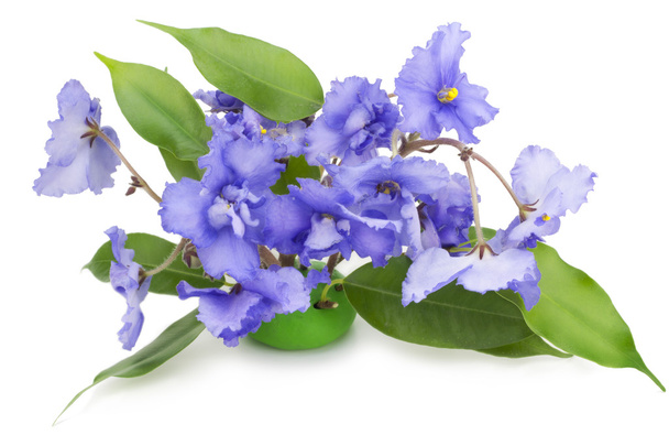 Ніжні сині фіолетові квіти ізольовані на білому
 - Фото, зображення