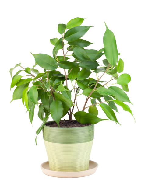 Broto de planta decorativa verde interior favorita "Ficus" isolado em branco
 - Foto, Imagem
