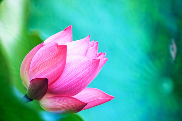 bonito rosa waterlily ou flor de lótus na lagoa - Foto, Imagem