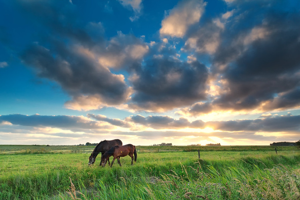 koně pasoucí se při západu slunce - Fotografie, Obrázek