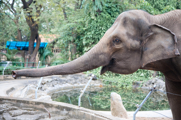 büyük fil - Fotoğraf, Görsel