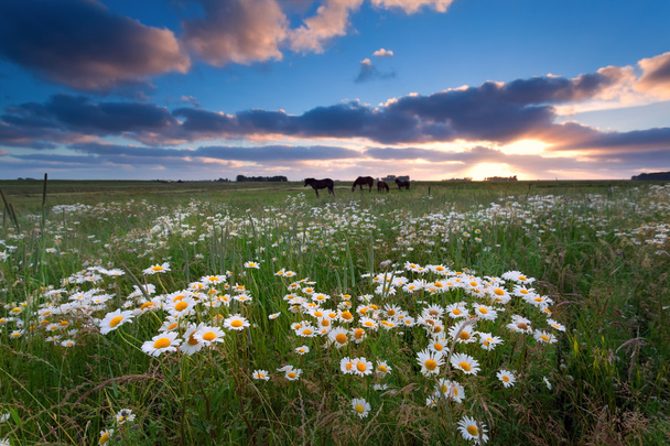カモミールの花と馬の牧草地に沈む夕日 - 写真・画像