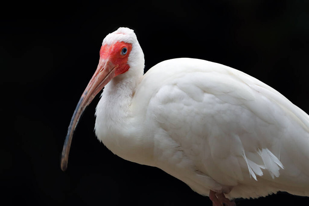 The American White Ibis (Eudocimus albus), portrait of an ibis on a dark background. White water bird with a red face and a long beak on a black background. - Fotó, kép