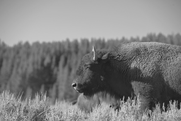 Зубри буйвола сім'ї захід сонця силует в долині Ламар yellowstone Вайомінг - Фото, зображення