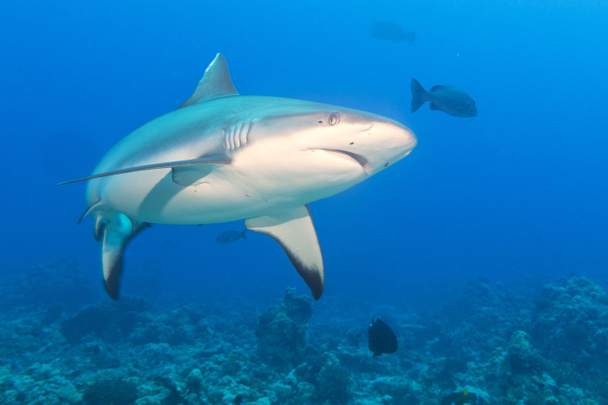 Szürke fehér cápa cápa készen áll a támadásra víz alatti közelről portré - Fotó, kép