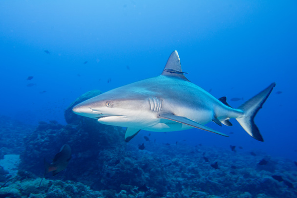 grey white shark jaws ready to attack underwater close up portrait - Φωτογραφία, εικόνα