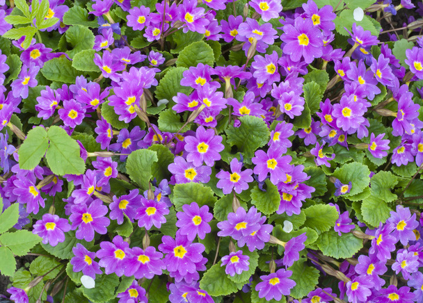 Premiers ressorts fleurs Violet Primroses fond
 - Photo, image