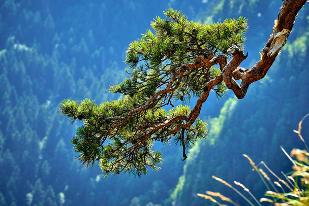 pino sulla Sokolica, pino sulla cima della Sokolica - più di 500 anni pino silvestre (Pinus sylvestris) nell'ecotipo del pino relitto che cresce sulla cima della Sokolica nei Monti Pieniny, Polonia - Foto, immagini