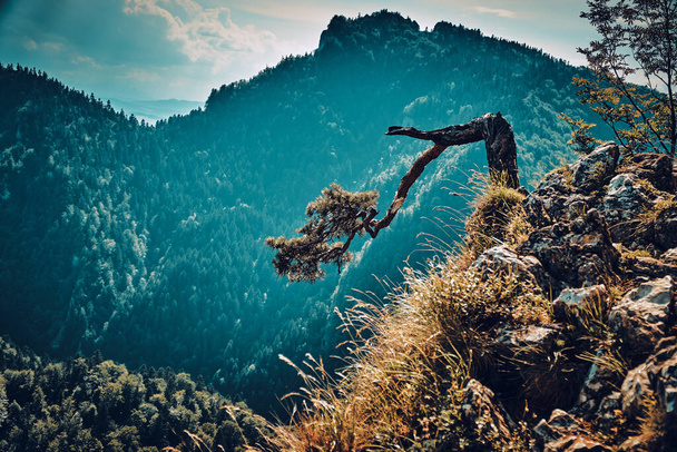 pino sulla Sokolica, pino sulla cima della Sokolica - più di 500 anni pino silvestre (Pinus sylvestris) nell'ecotipo del pino relitto che cresce sulla cima della Sokolica nei Monti Pieniny, Polonia - Foto, immagini