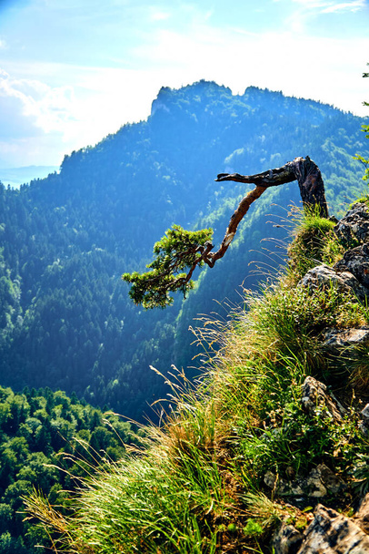 pino en Sokolica, pino en la parte superior de Sokolica - más de 500 años de edad pino escocés (Pinus sylvestris) en el ecotipo de pino relicto creciendo en la cima de Sokolica en las montañas Pieniny, Polonia - Foto, Imagen
