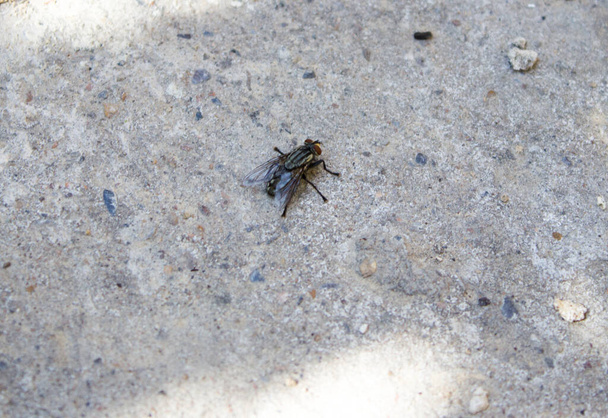 a closeup shot of a fly on stone background - Photo, Image
