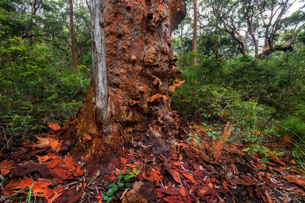 Красная кора на дереве в лесу - Фото, изображение